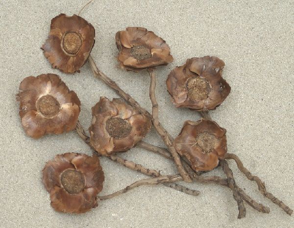Nussblüten Coconucifera natur lackiert 100St. Coco rose