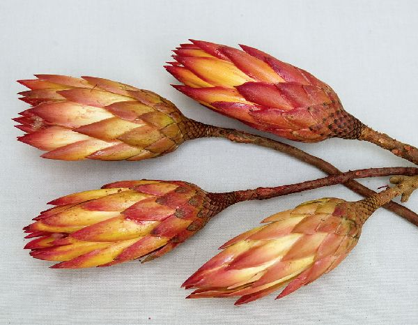 Protea Repens ROT 100 St.red