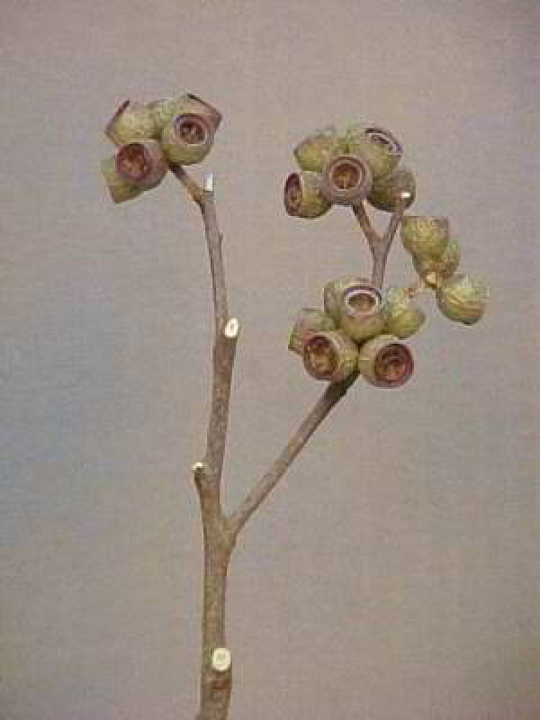 Ambernuts NATUR 100 St. (Eukalyptus Zweig)
