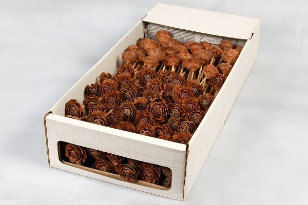 Cedar Rose NATUR am Stiel 100 Stück
