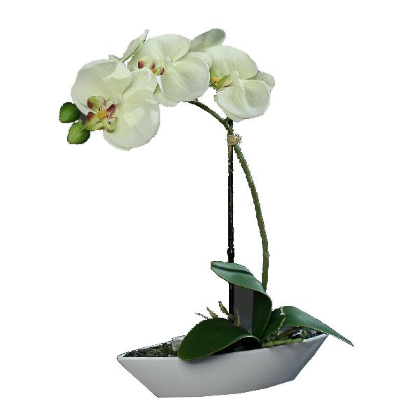 Orchideen Arrangement CREME-GRÜN Gesamtöhe ca. 30 cm in Kunststoffschale 60279