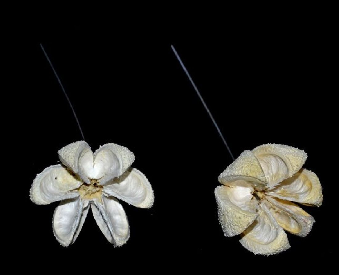 Kastanien Blüten GEBLEICHT 50 Stück